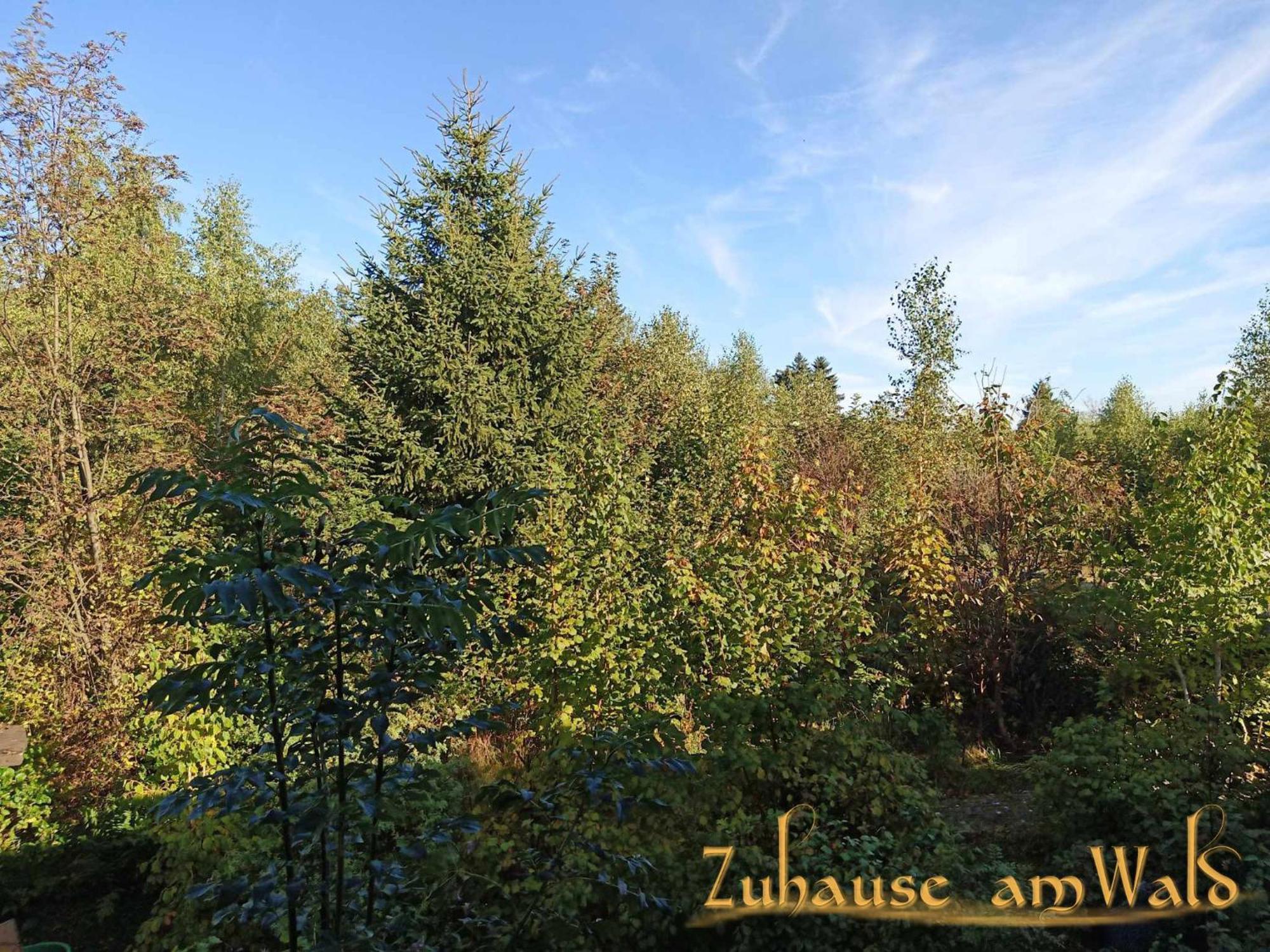 Zuhause Am Wald *